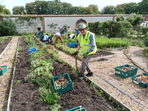 Lions from across the south of England harvesting carrots and potatoes on the Cranborne Estate